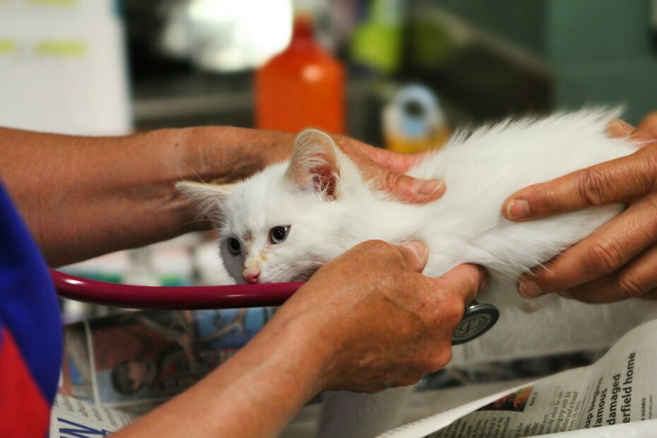 A white kitten being examined by a veterinator